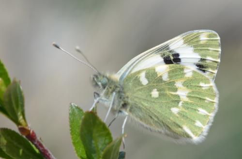 Réf. 323 114 : Pontia daplidice